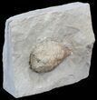 Cystoid (Holocystites) Fossil - Indiana #44606-2